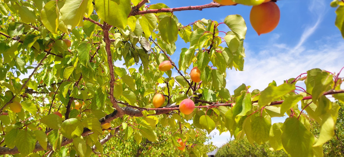 Investigadores de Agrónomos miden las emisiones de gases en manzanos, perales y albaricoqueros